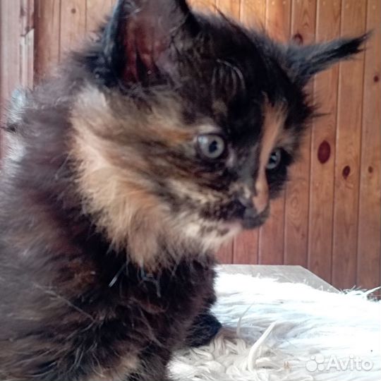 Котята мейн-кун