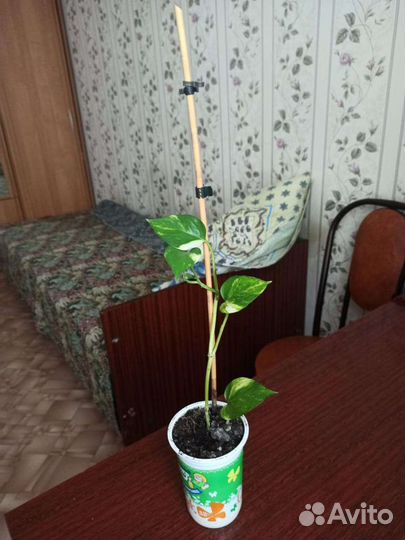 Сциндапсус