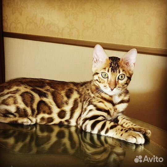 Бенгальские котята