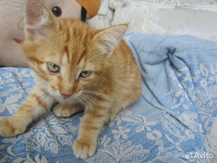 Отдам котиков в хорошие руки