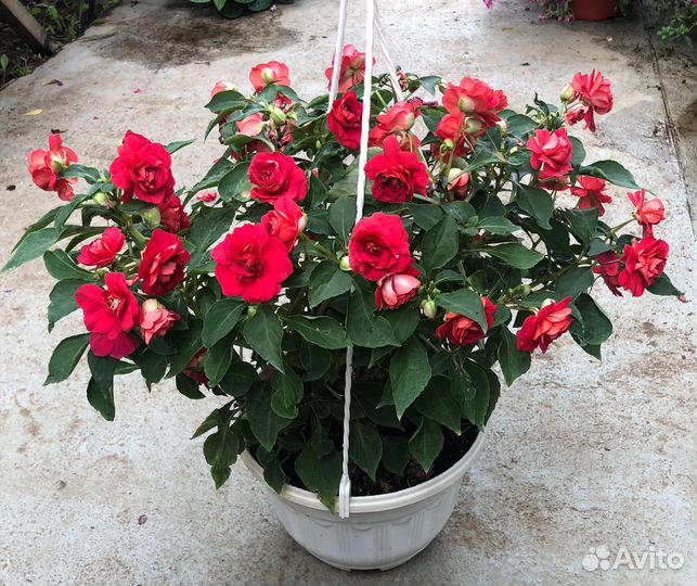 Бальзамин Кашпо