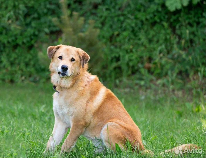 Собака в добрые руки