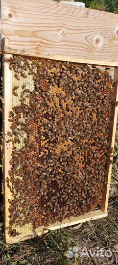 Пчелосемьи бакфаст