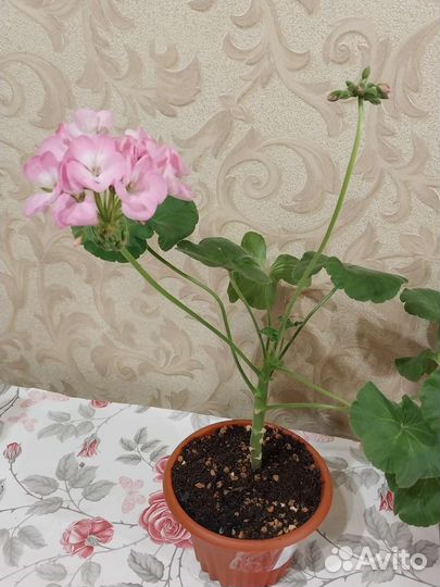 Пеларгония (герань) 3 сорта