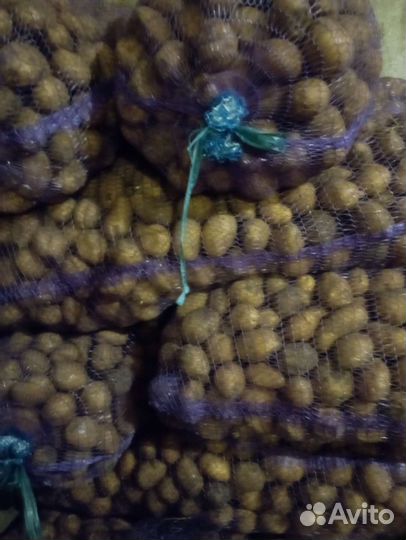 Семена картофеля