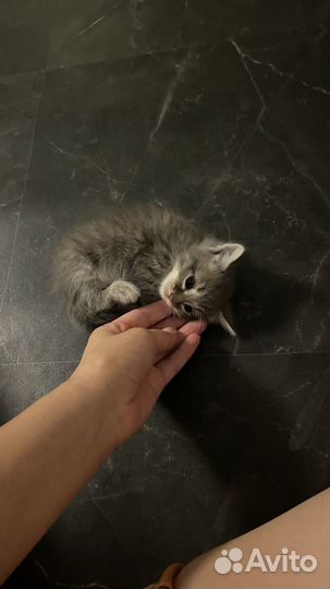 Отдам котенка )