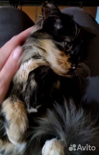 Красивая девочка котенок в дар