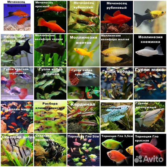 Аквариумные рыбки, рыбки в аквариум купить