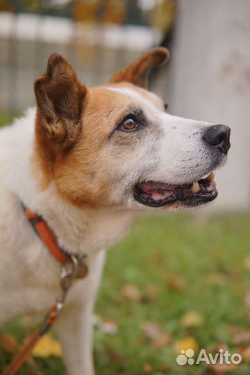 Собака в добрые руки