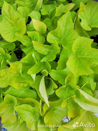 Ипомея батат