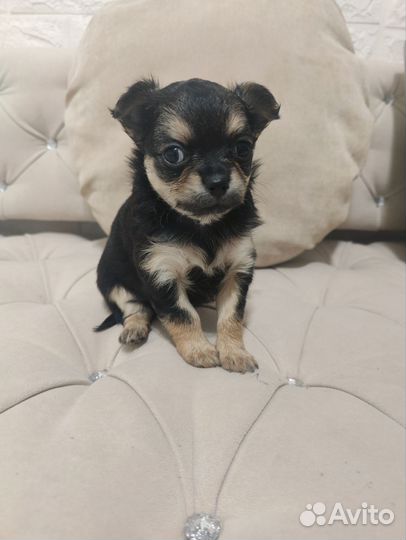 Чихуахуа девочки