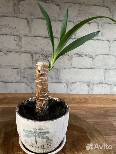 Пальма юкка