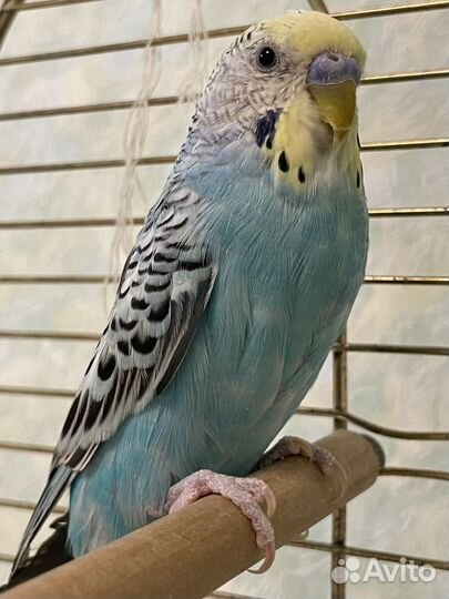 Волнистый попугай с клеткой