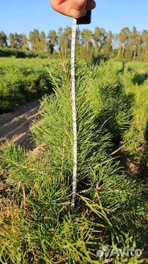 Сеянцы ели окс от производителя