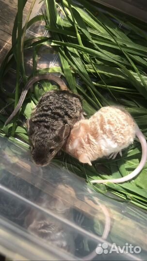 Декоративные мышки