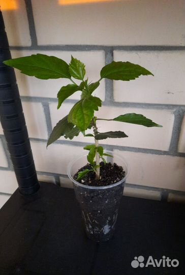 Гибискус китайская роза