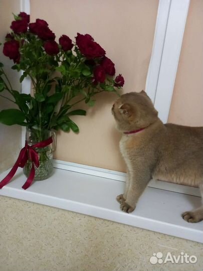 Кот на вязку
