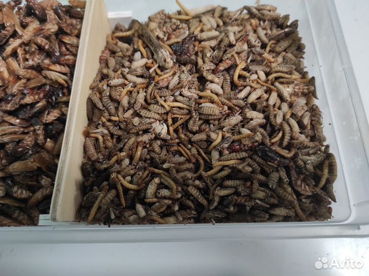 Корма и не только, для экзотических животных