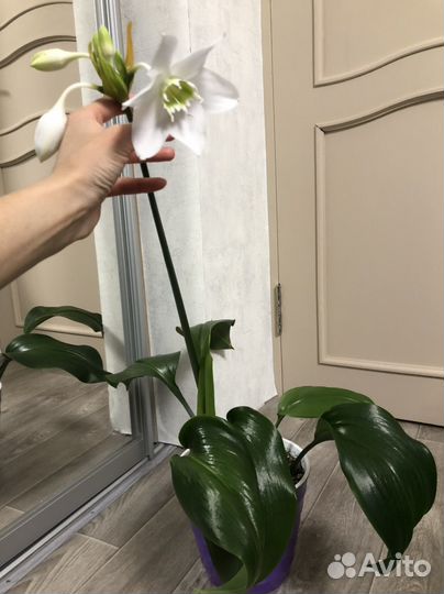 Эухарис амазонская лилия