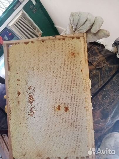 Мëд подсолнечника