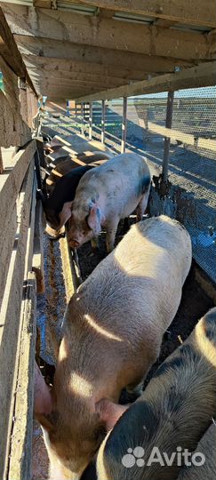 Белая русская свиноматка