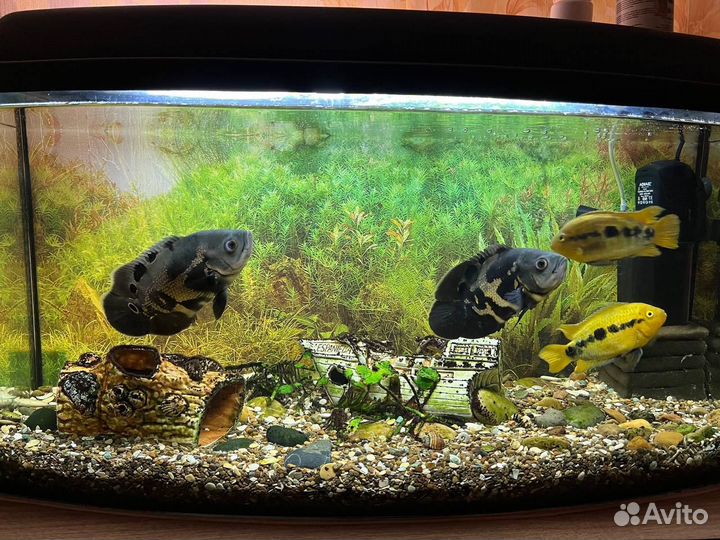 Аквариумные рыбки