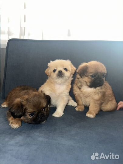 Щенки пекинеса
