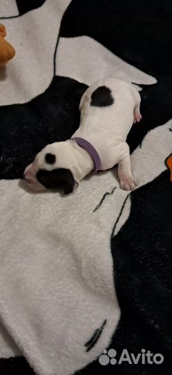 Щенки спаниеля