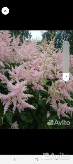 Ирис, астильба