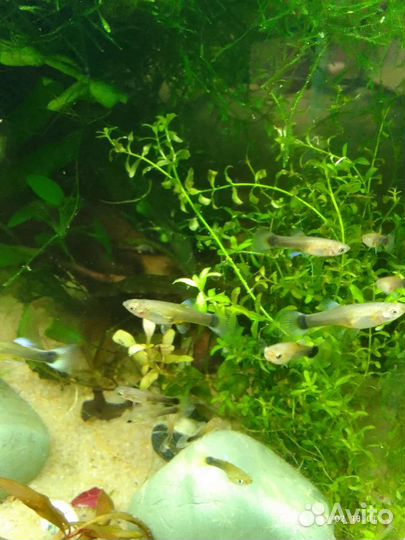 Гуппи канадские, черно- белые, чистая линия