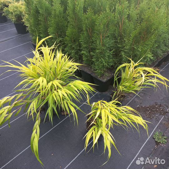 Злаковые растения