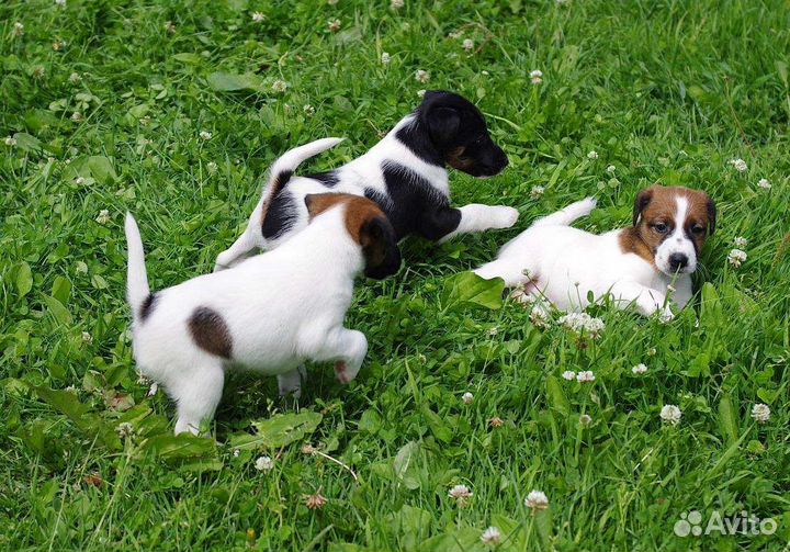 Фокстерьер гладкошерстый