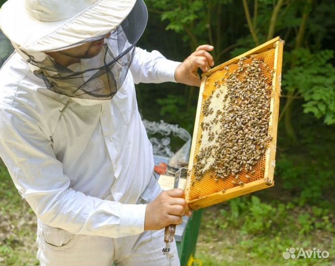 2024 Мёд натуральный алтайский опт