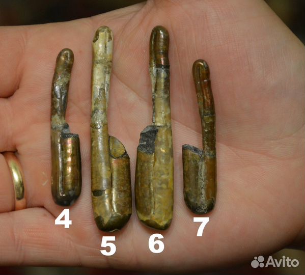 Гетероморфные аммониты, разные виды, окаменелости