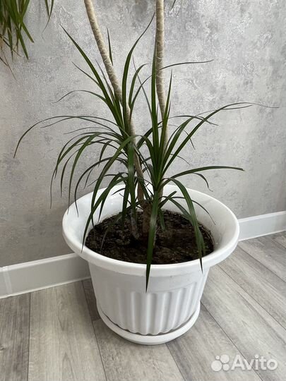 Пальма драцена