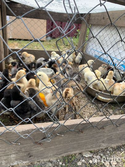 Продам цыплят