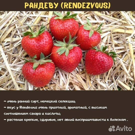 Клубники кустики