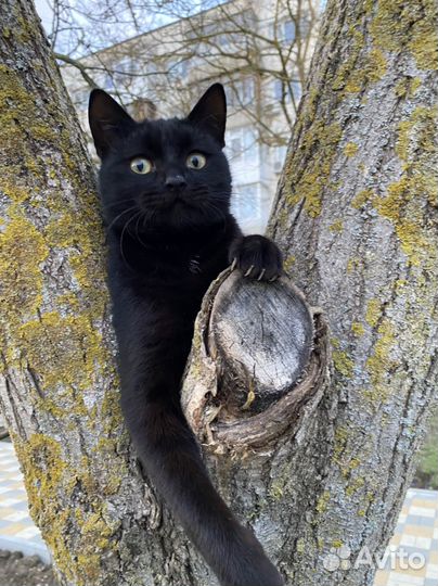 Котята разные