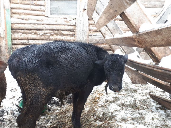 Бычки и телята