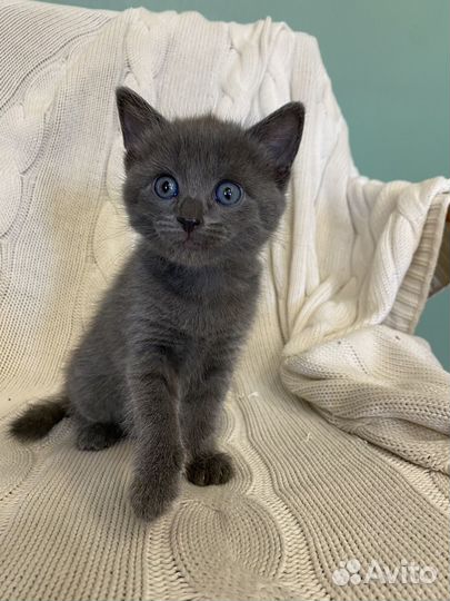 Котята мышеловы от деревенской кошки