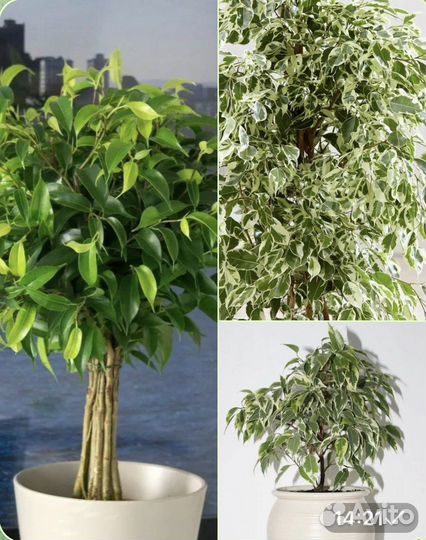 Фикус,клеродендрум, Портулак