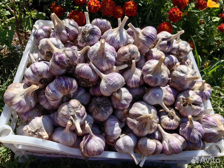 Чеснок свежий деревенский
