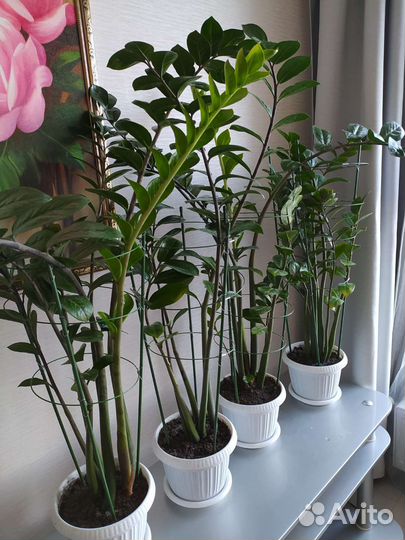 Комнатные растения