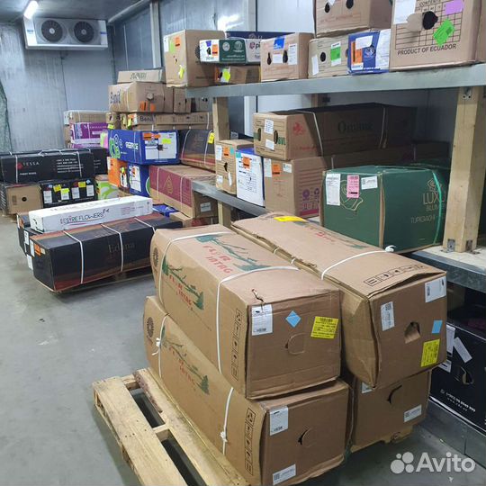 Цветы розы экзотика оптом