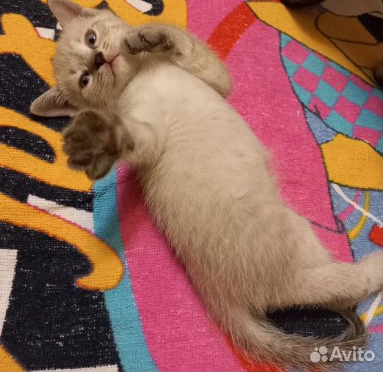 Милота (котята)