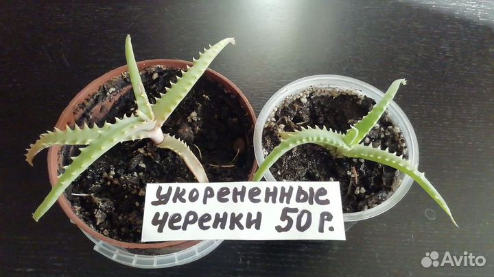 Алоэ лечебный
