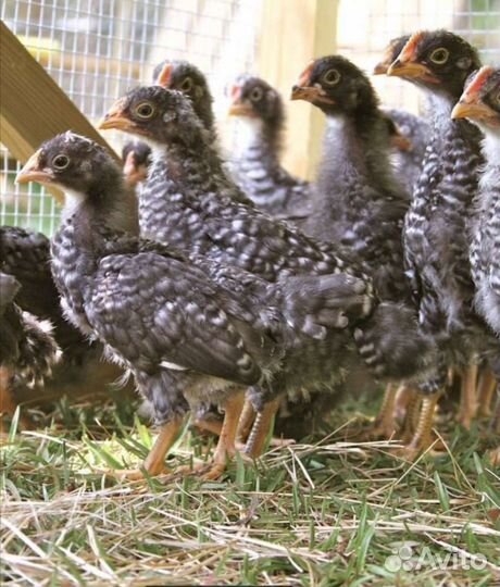 Цыплята доминант Д 959