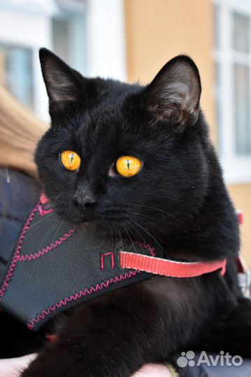 Ищет дом молодой котик