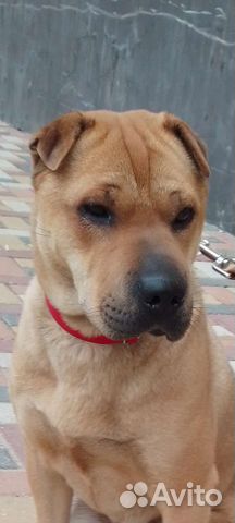 Умная, воспитанная,приучена к выгулу,знает команды