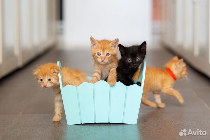 Котята в добрые руки, рыжики и черныш